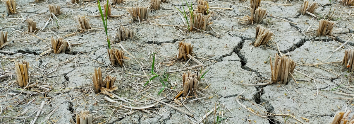 Photo of a drought-stricken field. The soil is bare and cracked.